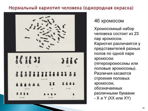 Кариотип человека схема