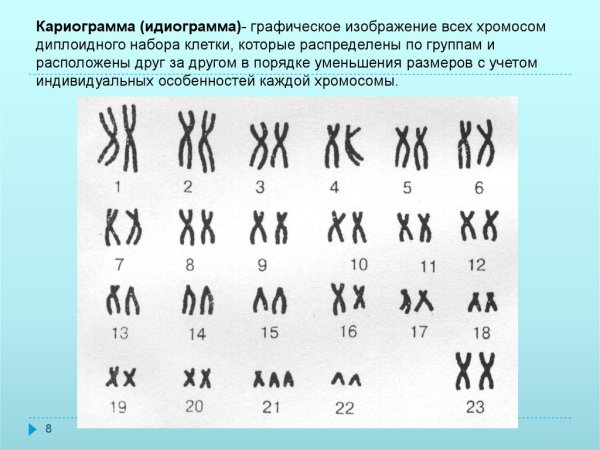 Кариотип человека по группам хромосом