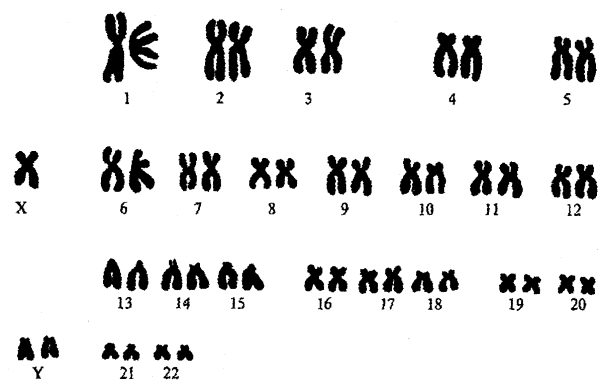 Кариотип мухи дрозофилы