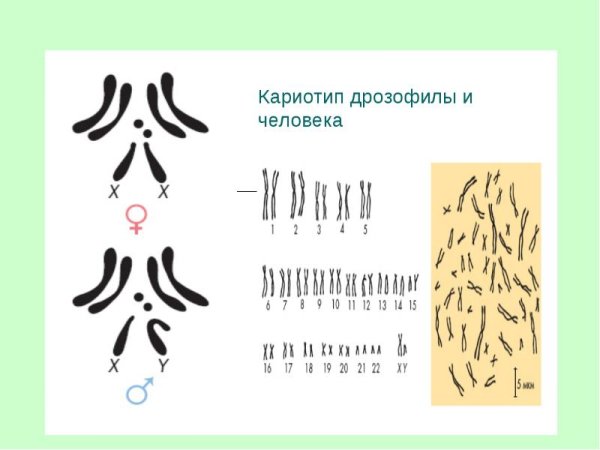 Кариотип человека схема