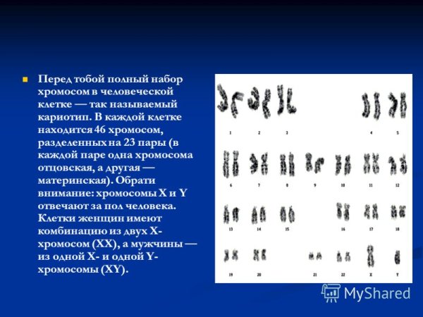 Бэндинг хромосом
