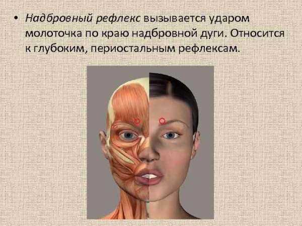 Надбровный рефлекс дуга
