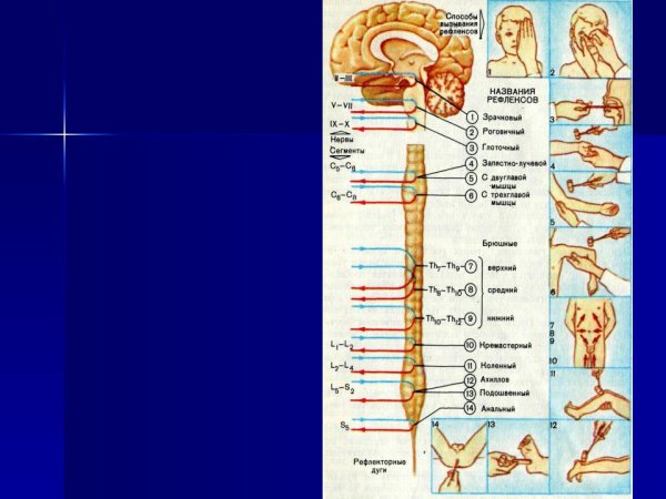 Электронейромиография лицевого нерва