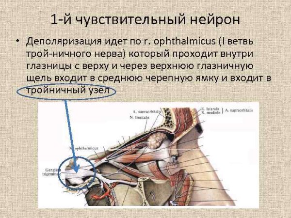 Схема мигательного рефлекса