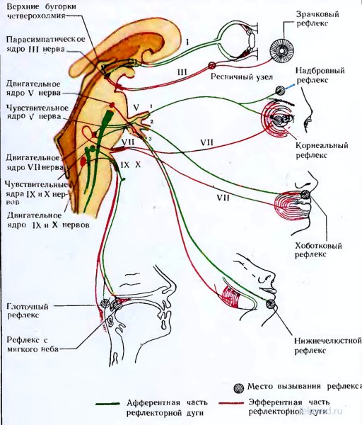 Конъюнктивальный рефлекс в норме