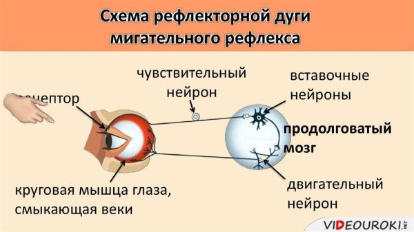 Двигательные ядра