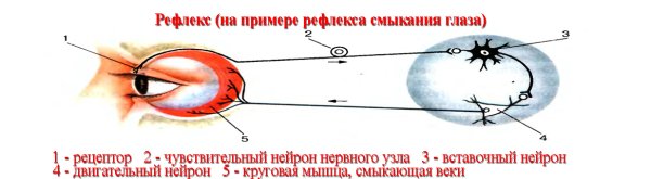 Корнеальный рефлекс рефлекс