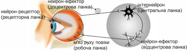 Рефлекс морене скурадович