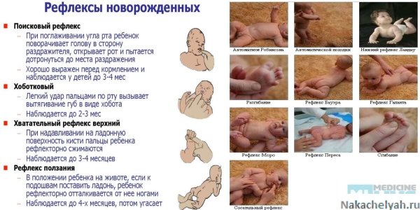 Схема рефлекторной дуги мигательного и коленного рефлекса