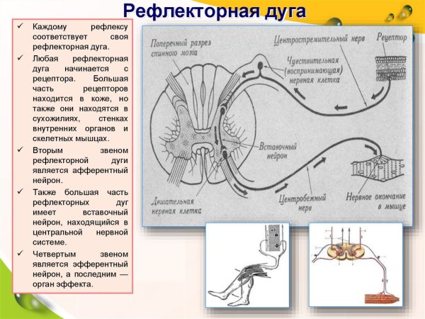 Клинические проявления повреждения ветвей лицевого нерва