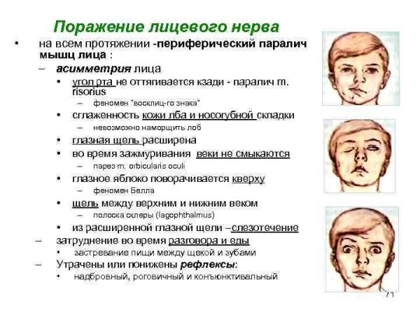 Рефлекторная дуга чительного рефлекса