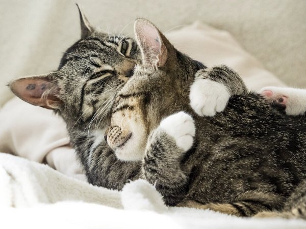 Кошечки спят в обнимку