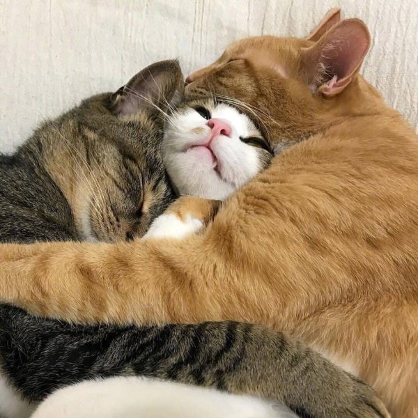 Кот обнимает