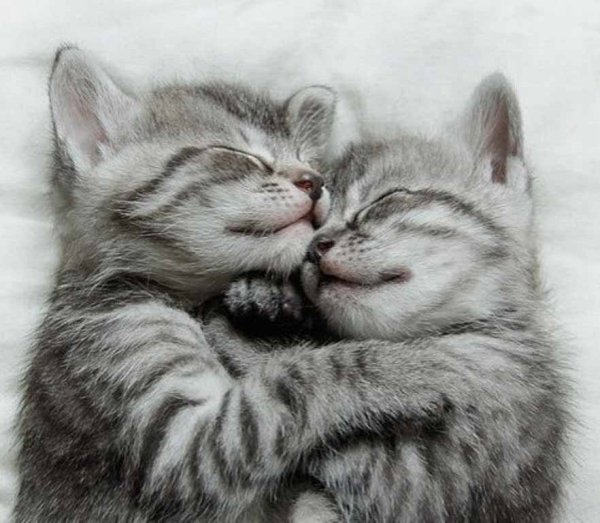 Объятия котят