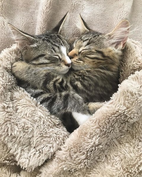 Котики обнимаются