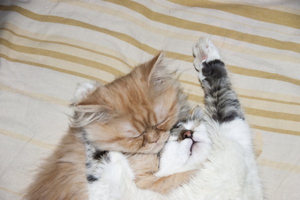 Котятки обнимаются