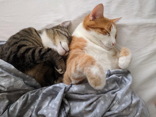 Коты обнимаются картинки (50 фото)