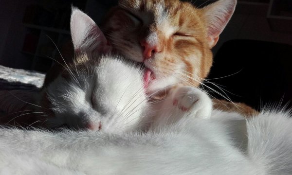 Сладкие котики обнимаются
