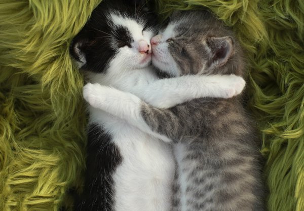 Котята обнимаются мультик целуютс