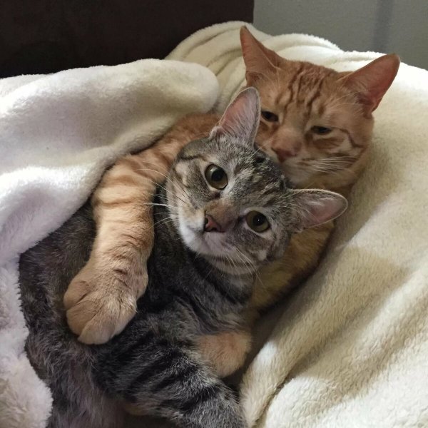 Котики обнимаются