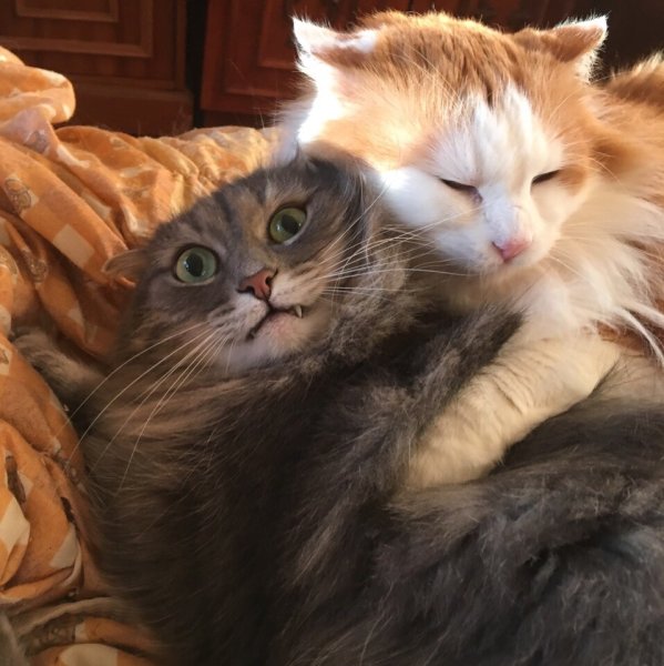 Котик обнимает