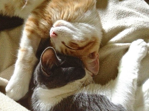 Котик обнимает