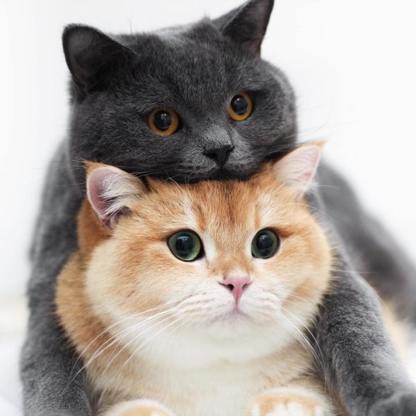 Парные котики