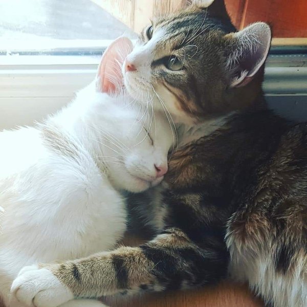 Кот целует