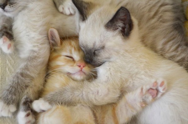Котики обнимаются