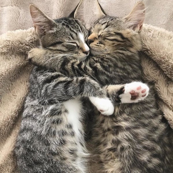 Кошечки обнимаются