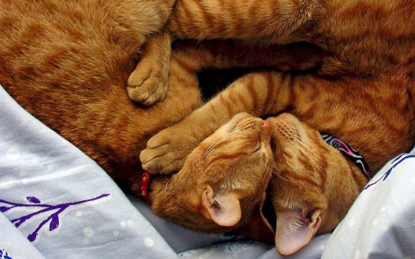 Котики обнимаются
