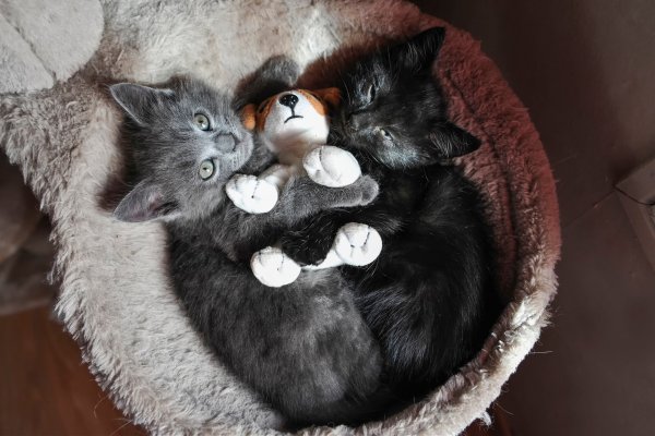 Кот обнимает