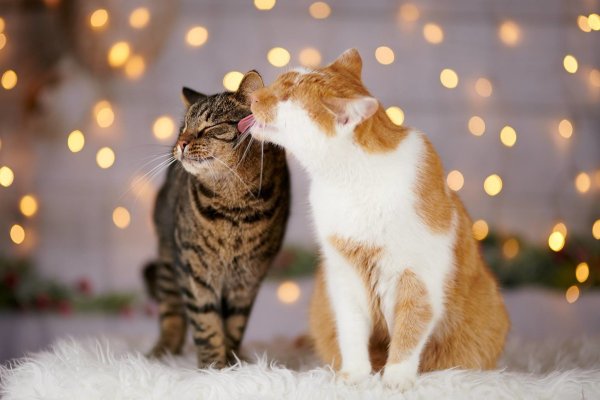 Влюбленные коты