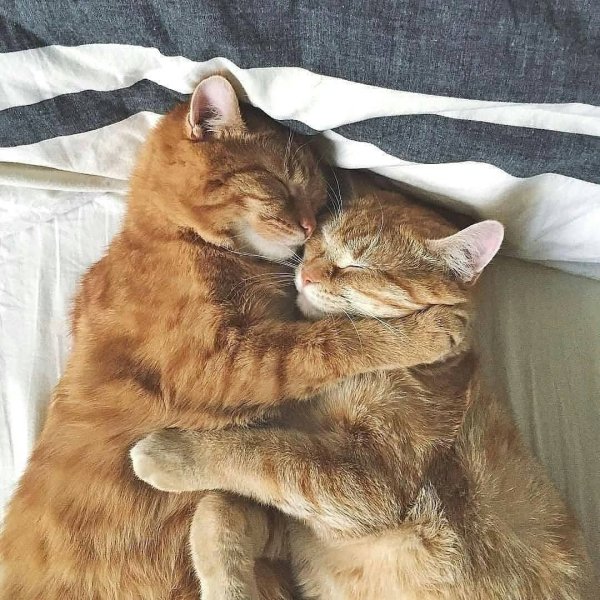 Влюбленные котики