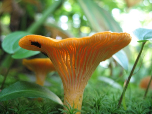 Cantharellus cibarius (Лисичка обыкновенная)