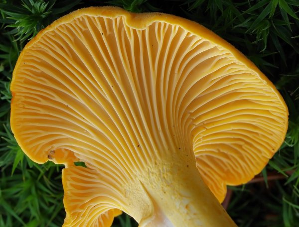Cantharellus cibarius - Лисичка