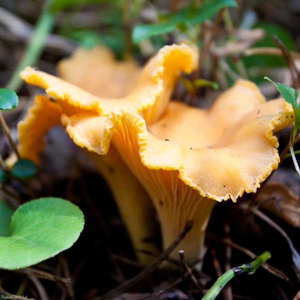 Cantharellus cibarius - Лисичка