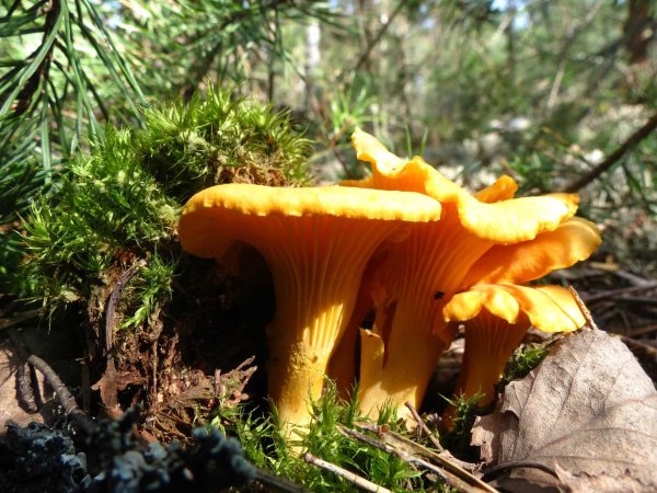 Лисичка с лисичками грибами