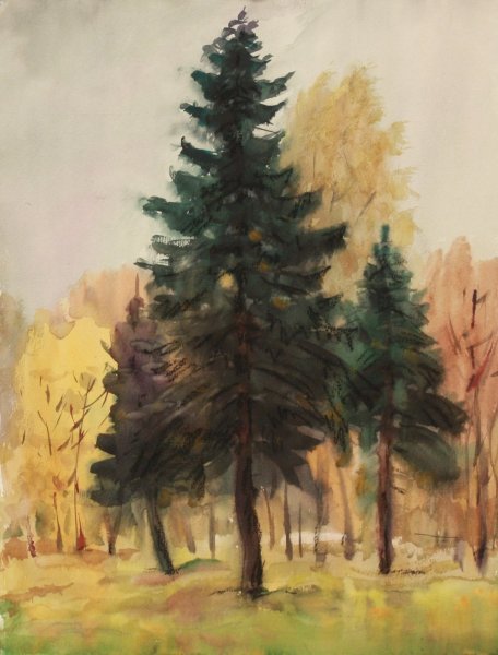 Ель акварелью