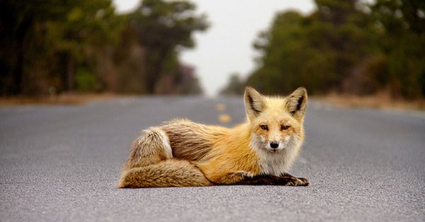 Лисенок на дороге
