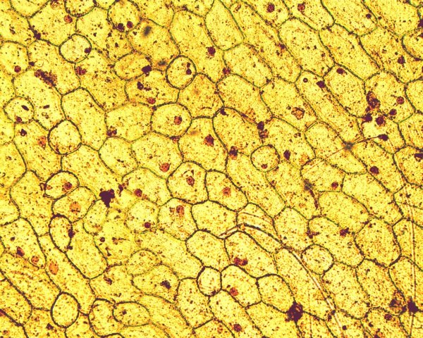 Микропрепарат клетки кожицы лука