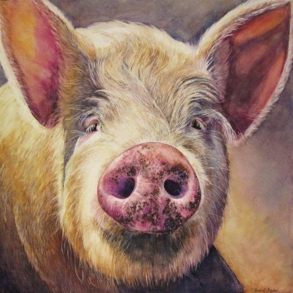 Морда свиньи