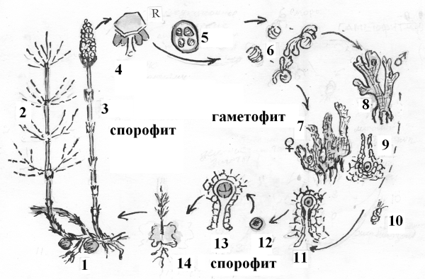 Жизненный цикл хвоща схема