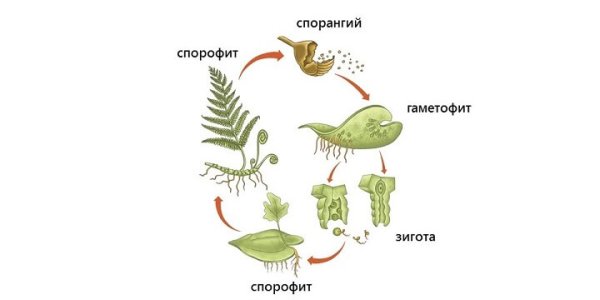 Спорофит и гаметофит папоротника