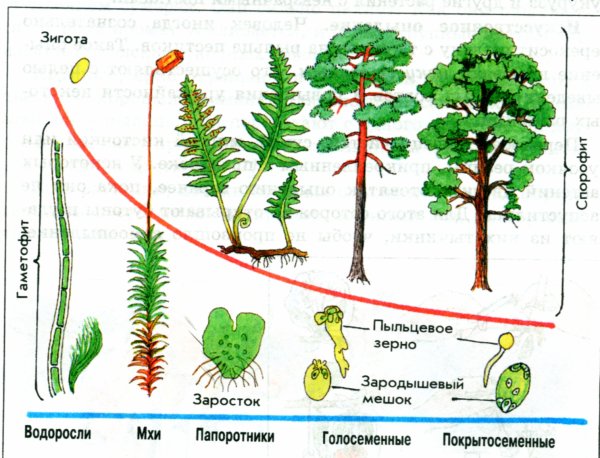 Циклы развития растений гаметофит спорофит