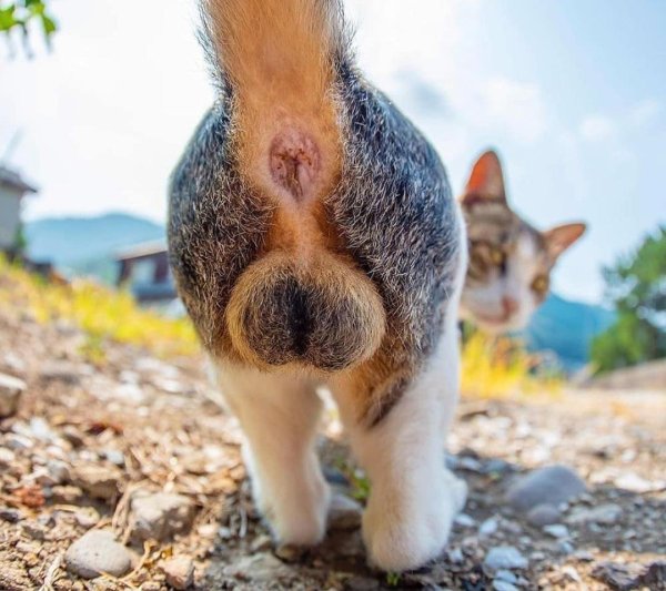 Яйца кота