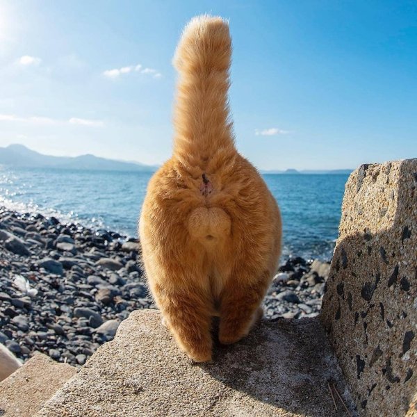 Попа кота