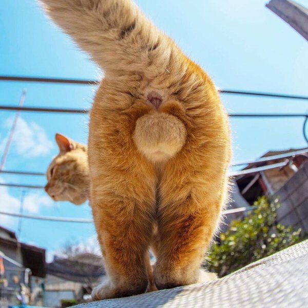Кошачьи попы