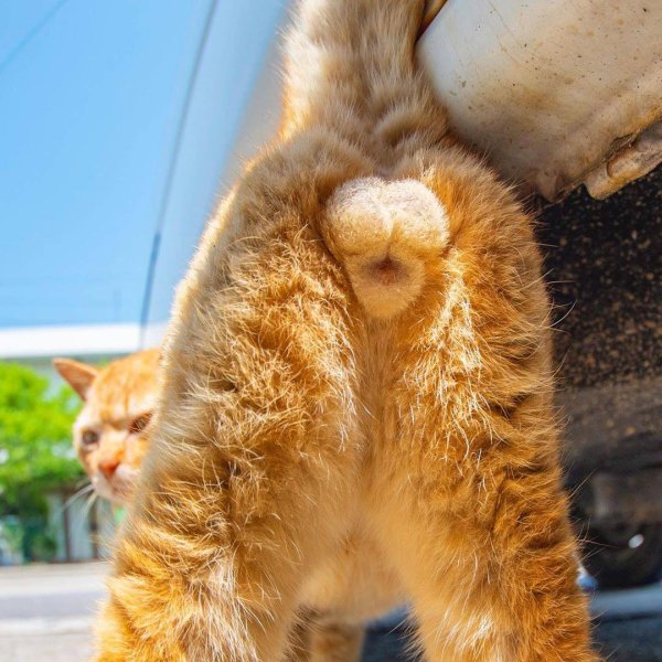 Кошачьи яички