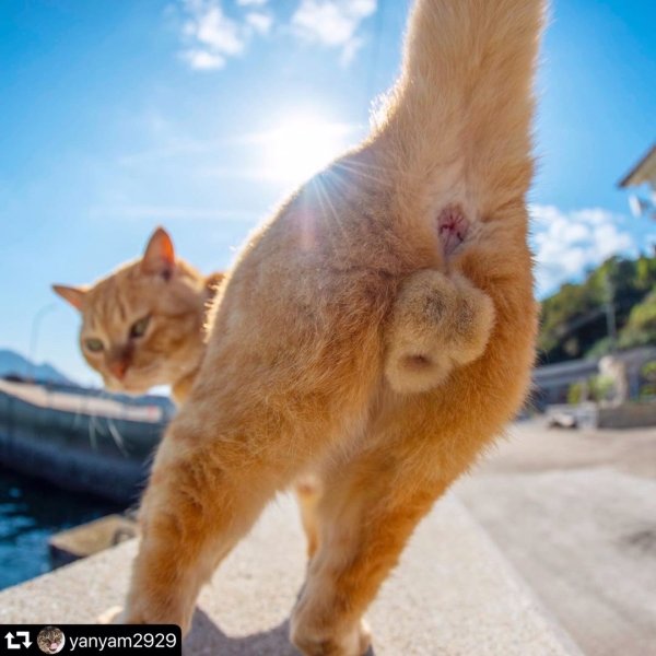 Попа кота